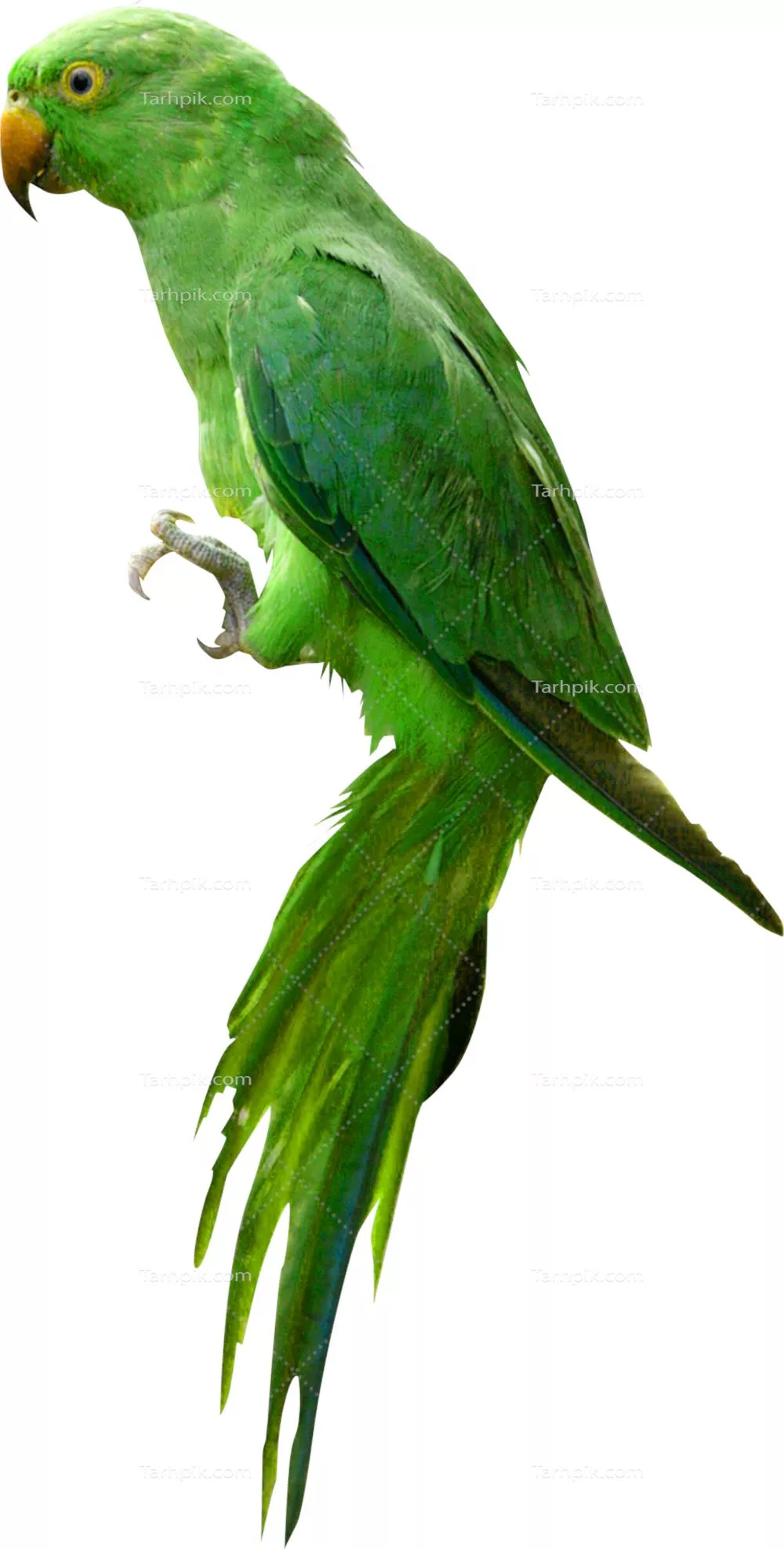 عکس دوربری طوطی سخنگو سبز