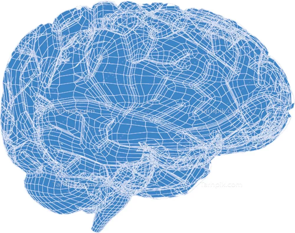عکس دوربری بردار اقلیدسی مغز انسان