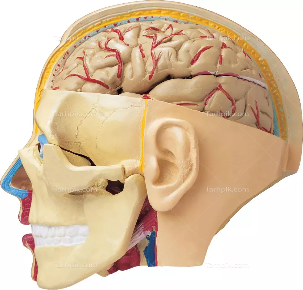 عکس دوربری آناتومی سر و مغز انسان