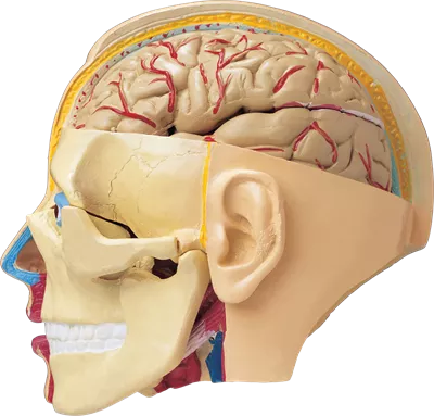 عکس دوربری آناتومی سر و مغز انسان
