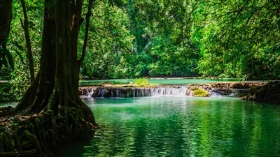 تصویر جنگل سرسبز با آبشار و رودخانه زیبا و سایه درختان در آب