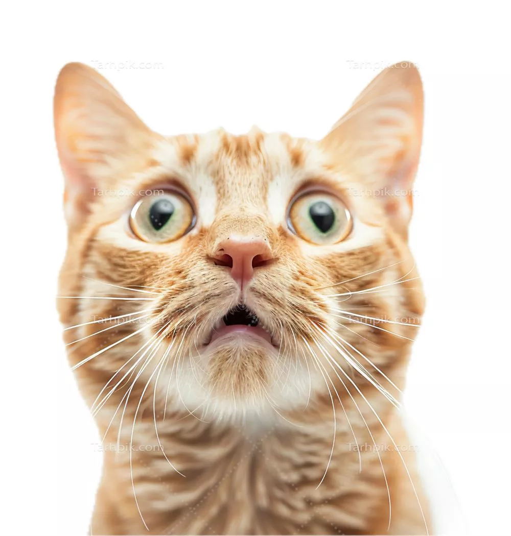 سایر تصاویر