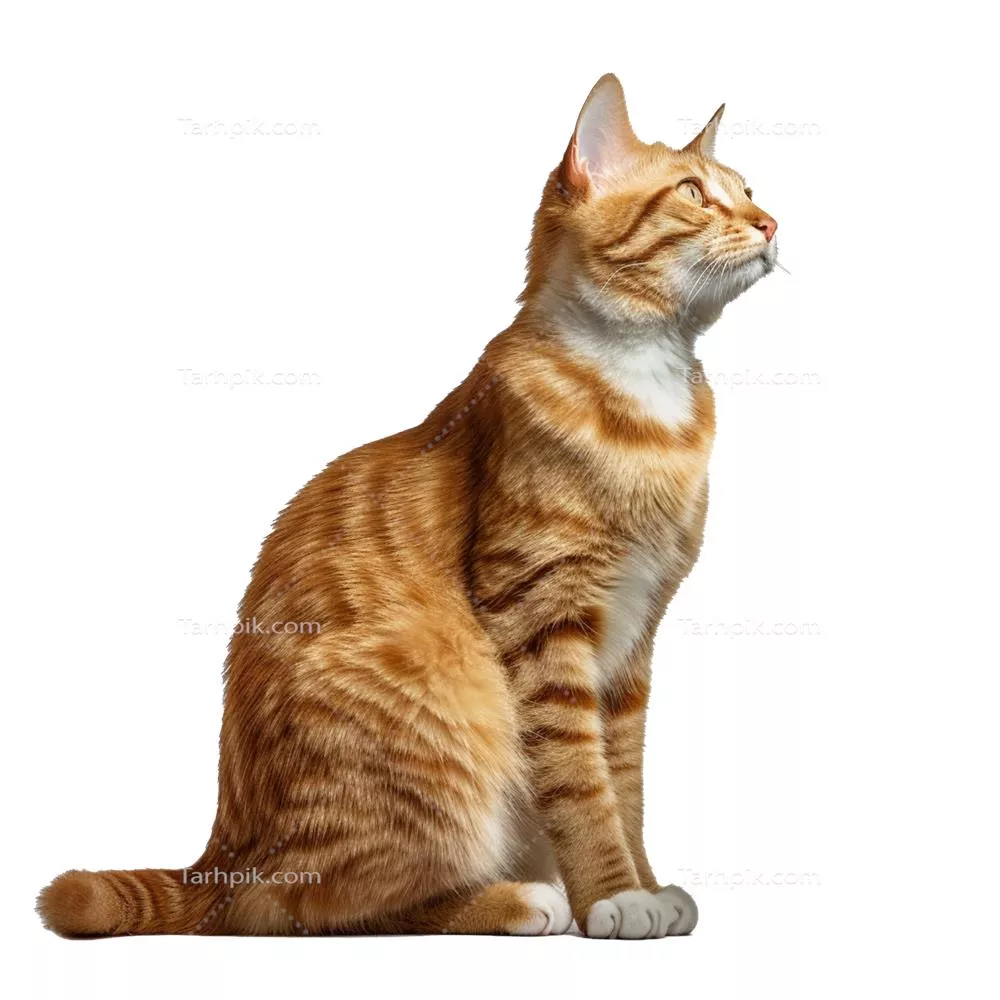 عکس دوربری گربه در حال نگاه کردن به بالا
