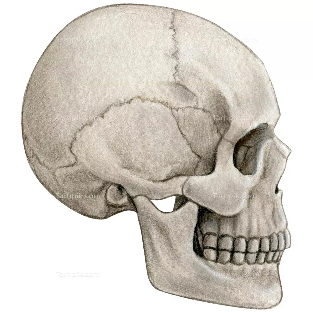 عکس دوربری نقاشی جمجمه انسان از بغل