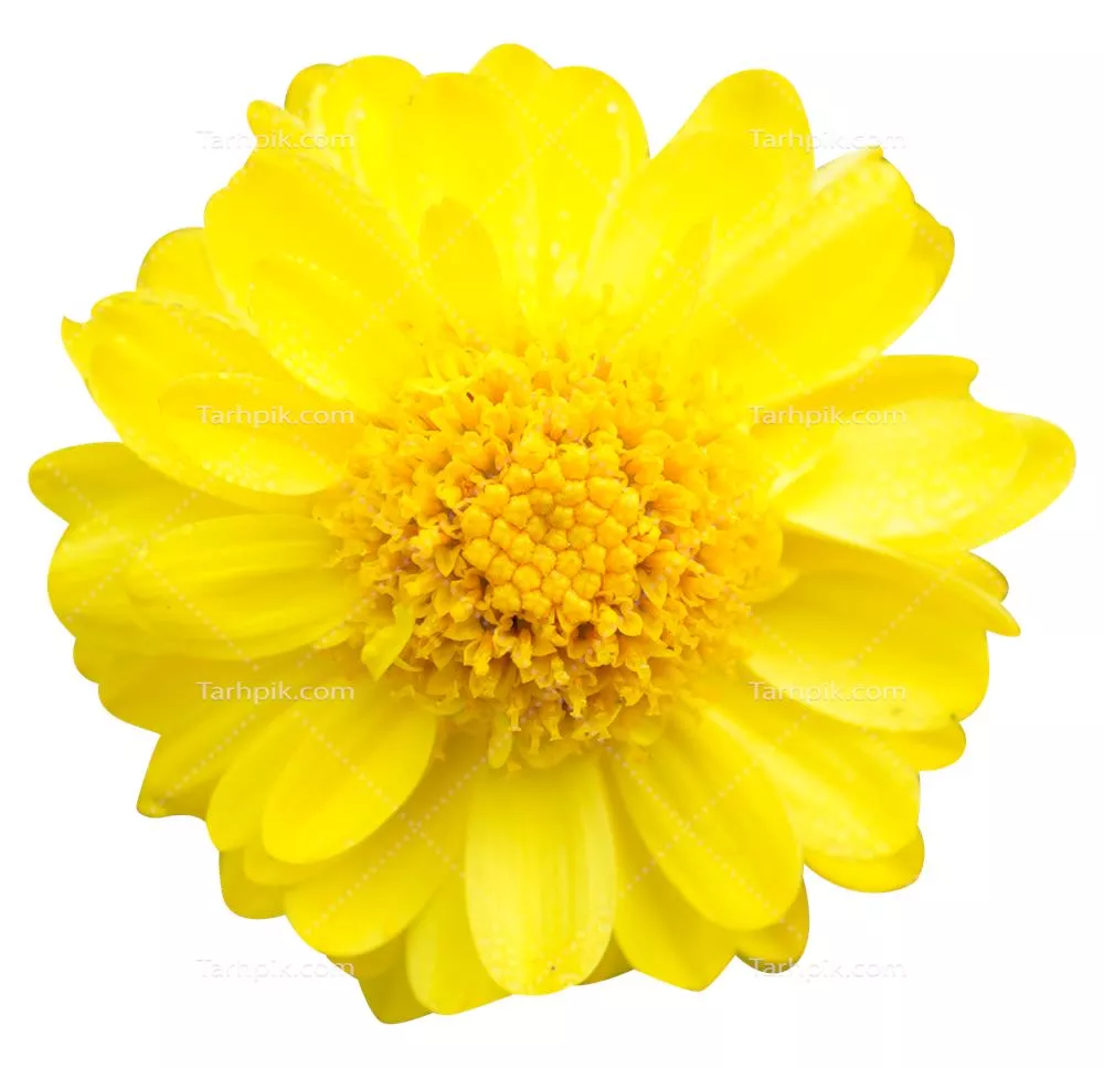 عکس دوربری شده گل بابونه زرد