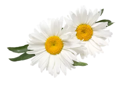عکس دوربری شده گل های زیبای بابونه