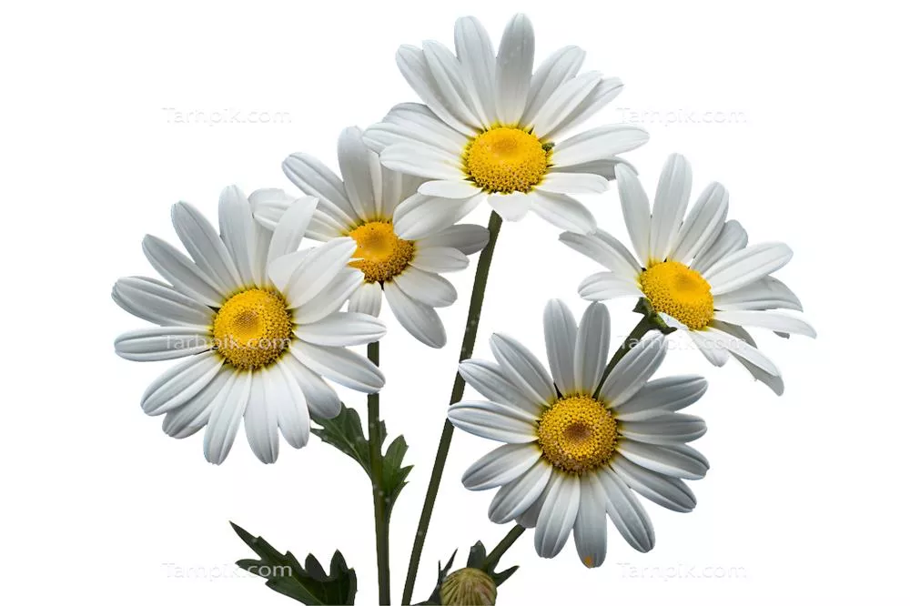 عکس دوربری گل بابونه سفید