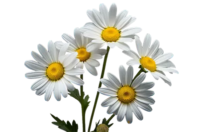 عکس دوربری گل بابونه سفید