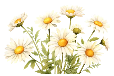 عکس دوربری شده نقاشی گل های بابونه