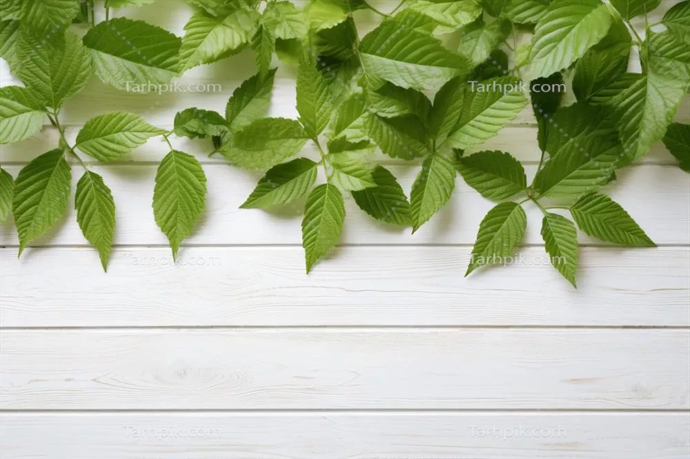 سایر تصاویر