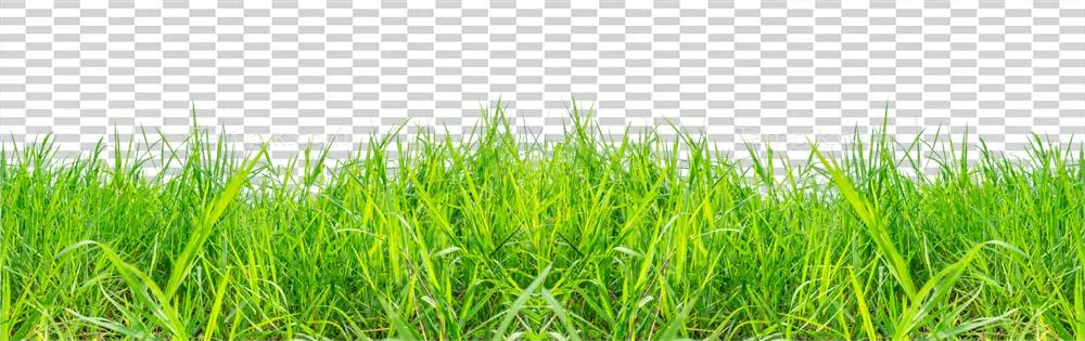 عکس دوربری چمن سبز