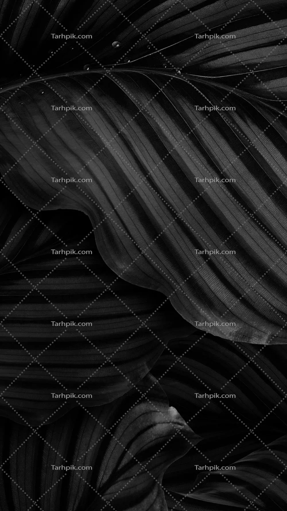 سایر تصاویر