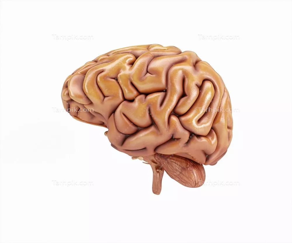 عکس مغز انسان کارتونی با کیفیت