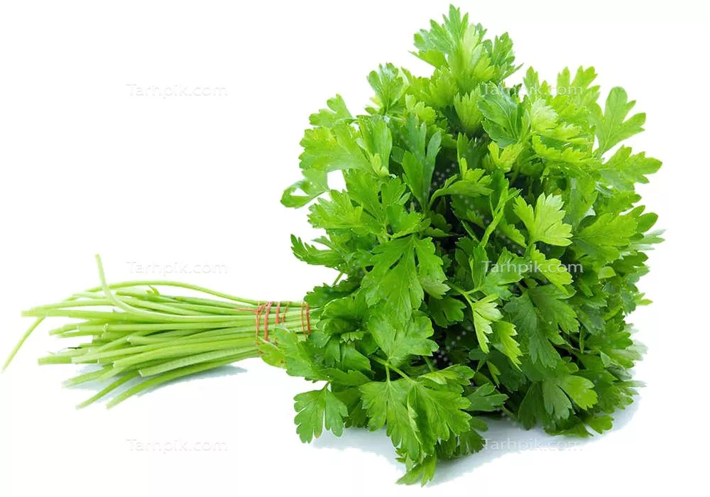 عکس دوربری یک بسته سبزی گشنیز معطر