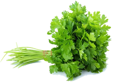 عکس دوربری یک بسته سبزی گشنیز معطر