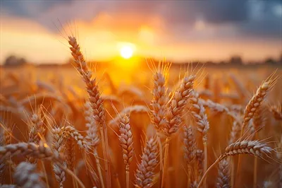 عکس مزرعه گندم طلایی در غروب