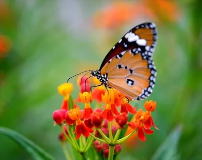 عکس پروانه روی گل نارنجی در باغ