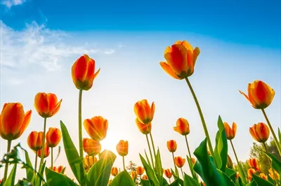 عکس دسته گل زیبای لاله فصل بهار