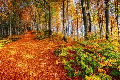 عکس نمایی زیبا از جنگل در یک روز آفتابی پاییز