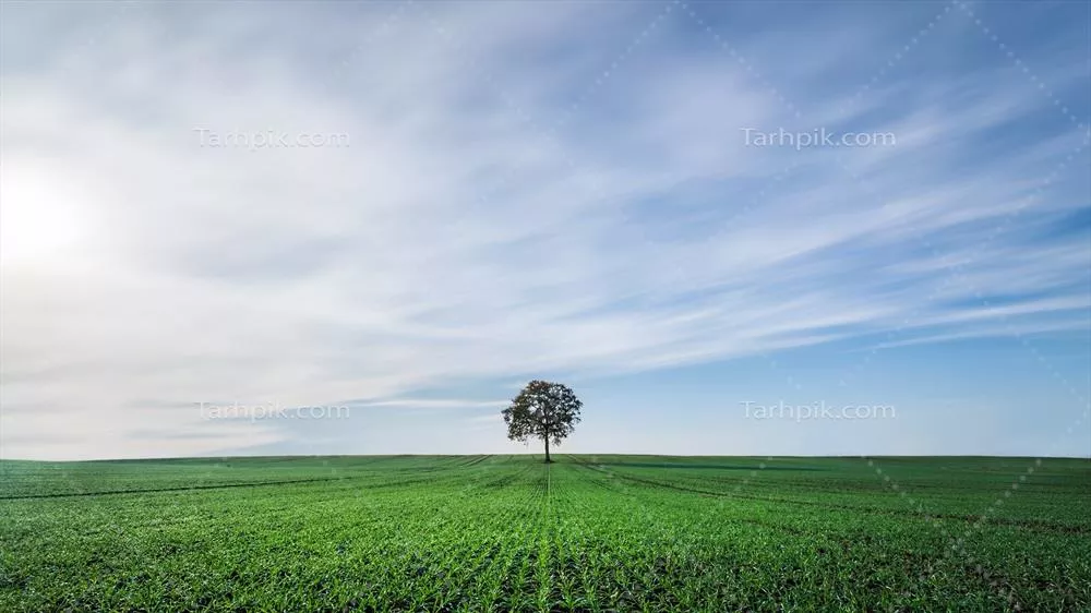 سایر تصاویر