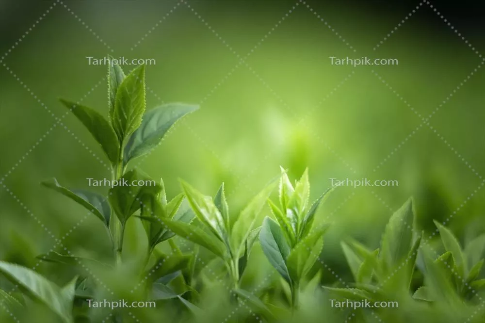 سایر تصاویر