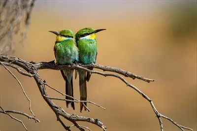 عکس دو گنجشک روی شاخه درخت