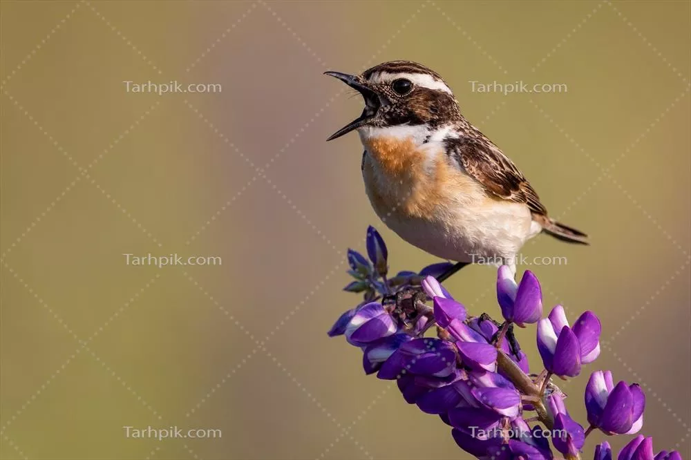 عکس گنجشک با دهن باز روی گل