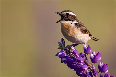 عکس گنجشک با دهن باز روی گل