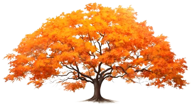 عکس دوربری درخت افرا پاییزی