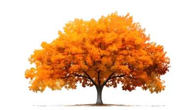 عکس دوربری درخت افرا در فصل پاییز