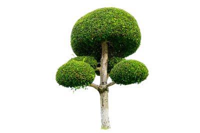 عکس دوربری درختچه تزئینی باغچه