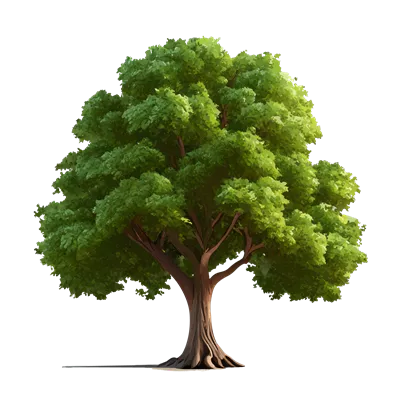 عکس دوربری درخت بزرگ سرسبز