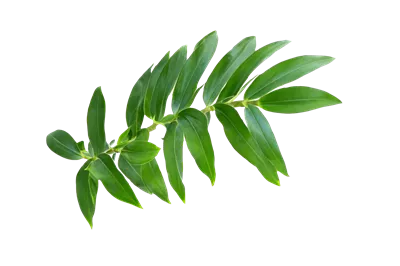 عکس دوربری گیاه برگ