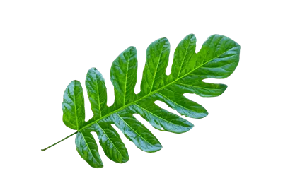 عکس دوربری گیاه برگ زیبا