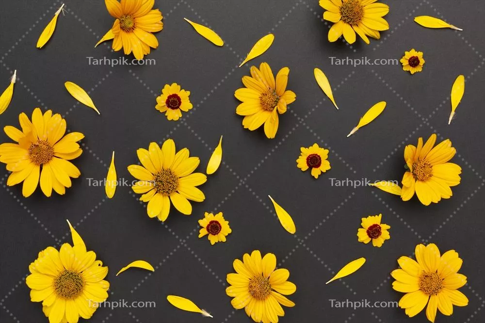 سایر تصاویر