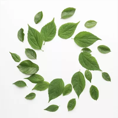 عکس قاب برگ دایره ای
