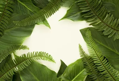 عکس برگ سرخس و فضای کپی