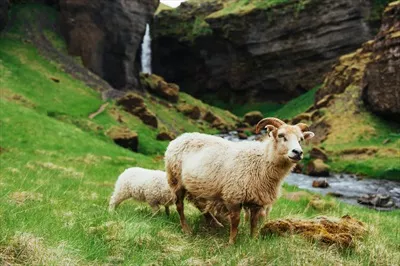 عکس گوسفند در منظره فوق العاده