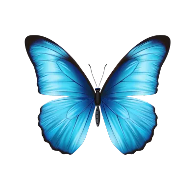 عکس دوربری پروانه آبی