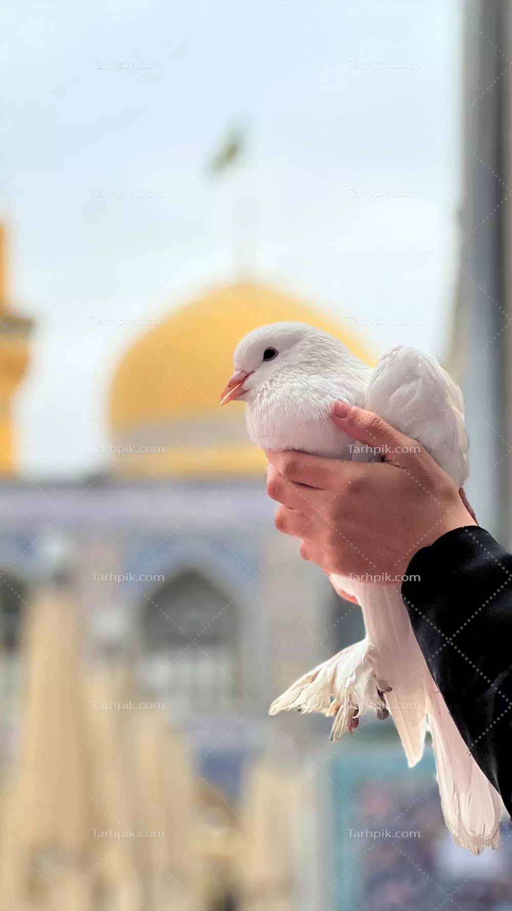 عکس کبوتر حرم امام رضا علیه السلام