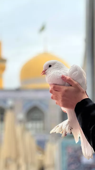 عکس کبوتر حرم امام رضا علیه السلام