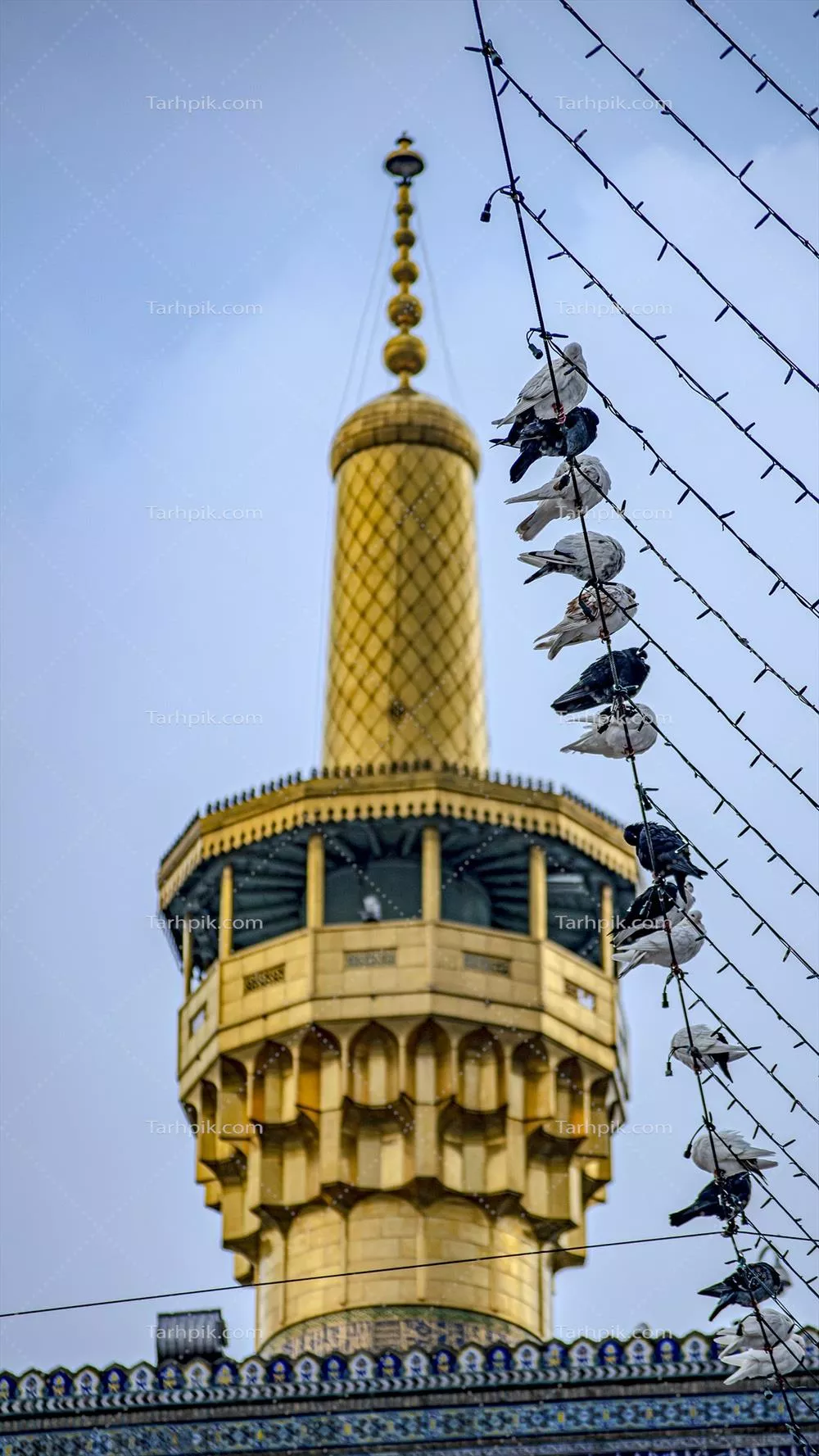 عکس کبوترهای امام رضا و گلدسته ی حرم امام رضا علیه السلام