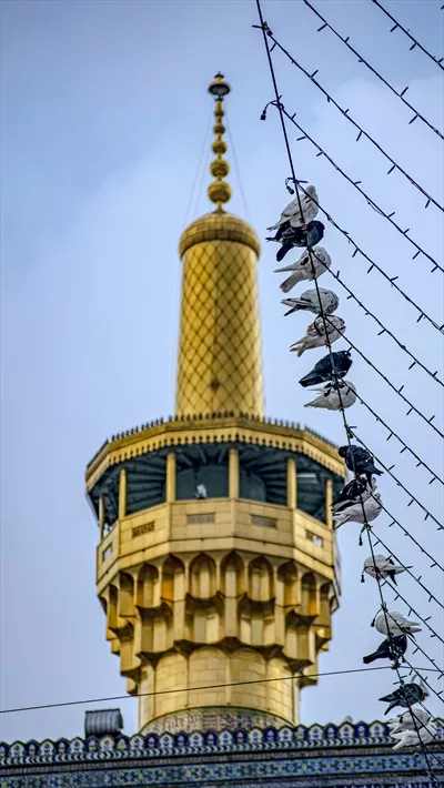 عکس کبوترهای امام رضا و گلدسته ی حرم امام رضا علیه السلام