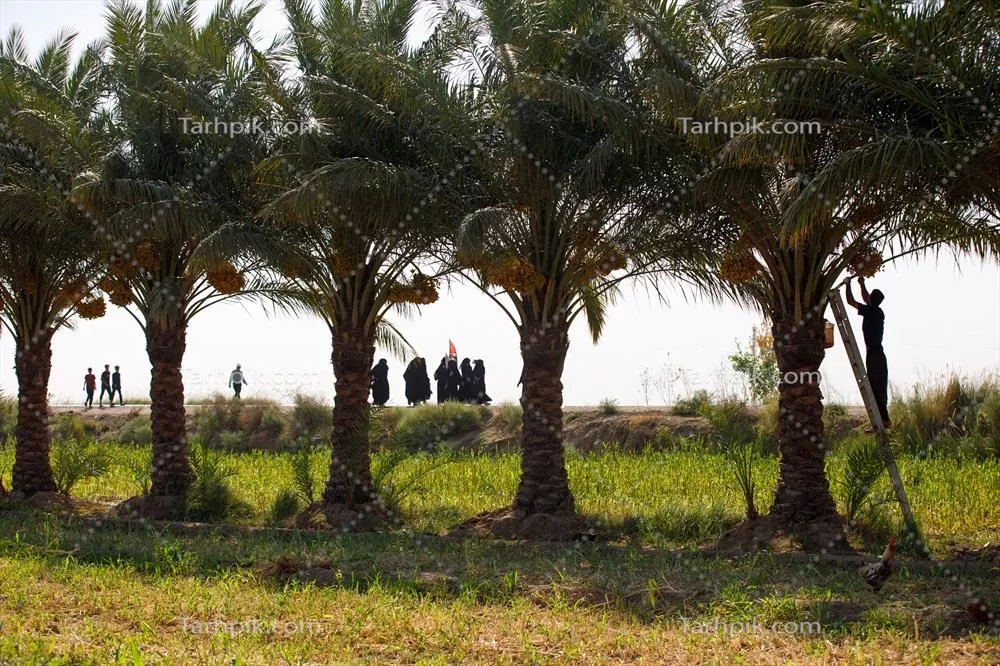 عکس نخلستان های مسیر پیاده روی زائران امام حسین اربعین کربلا