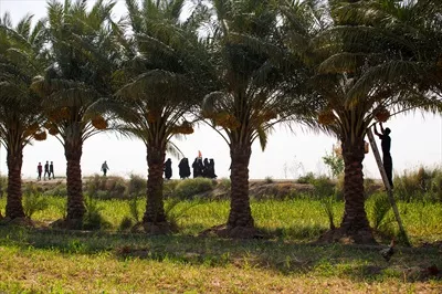 عکس نخلستان های مسیر پیاده روی زائران امام حسین اربعین کربلا