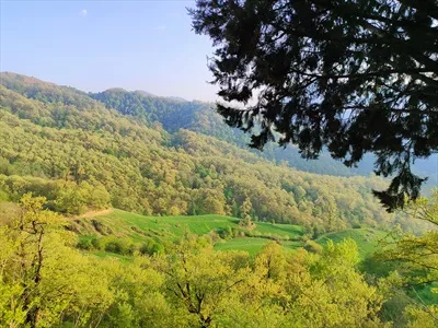 عکس منظره ی زیبای جنگل های دیدنی استان گلستان