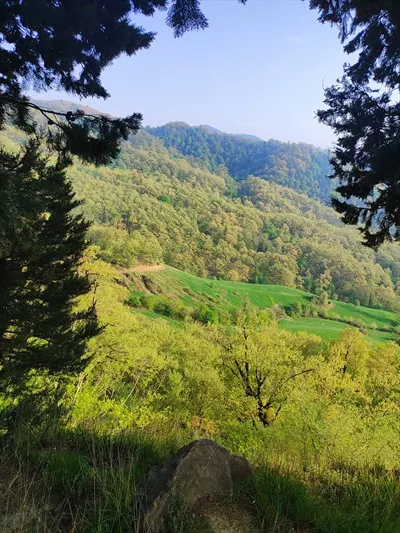 عکس جنگل زیبای استان گلستان منظره ی دیدنی