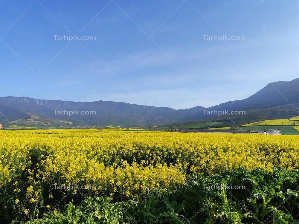عکس گلزار زیبای استان گلستان