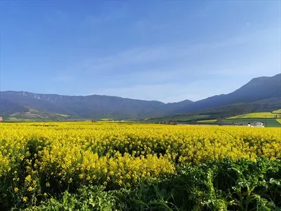 عکس گلزار زیبای استان گلستان