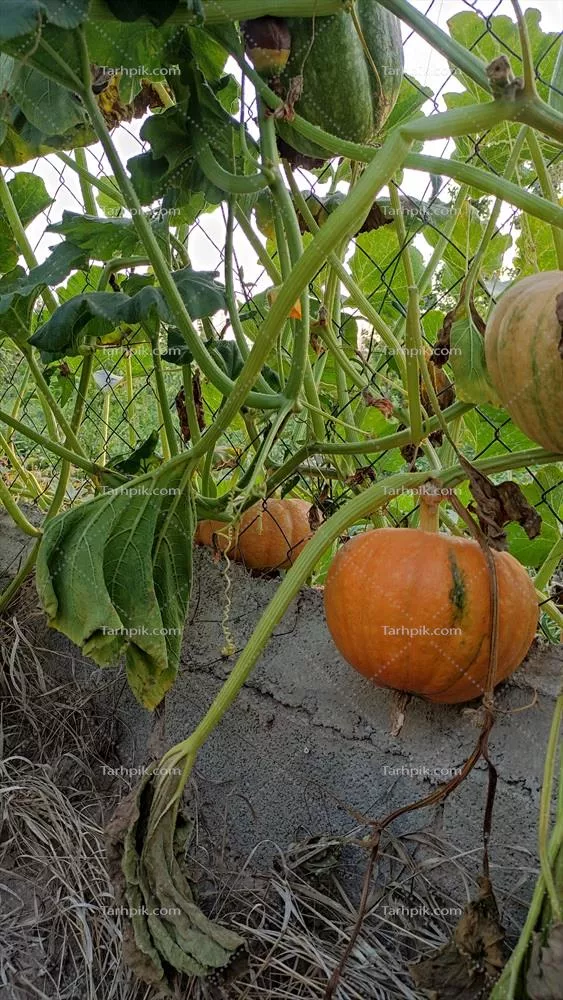 عکس درخت کدو تنبل